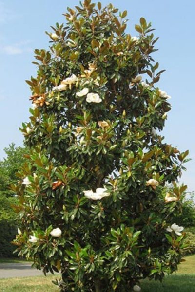 magnolia