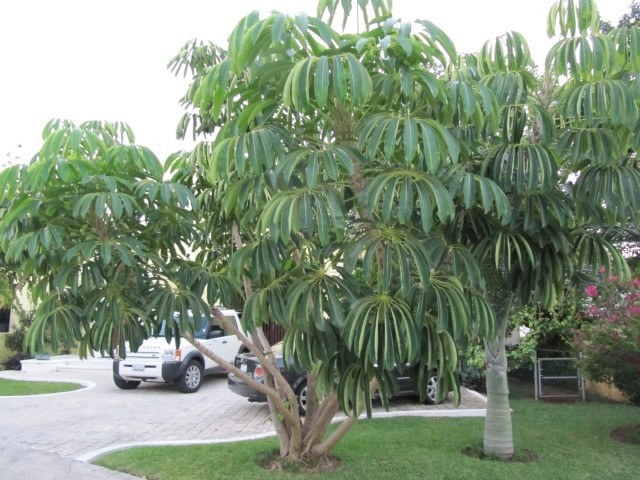 Arboles de sombra perenne | Vitalia Garden